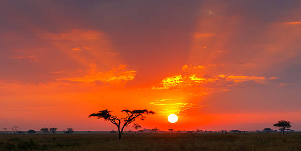 Image of a safari view